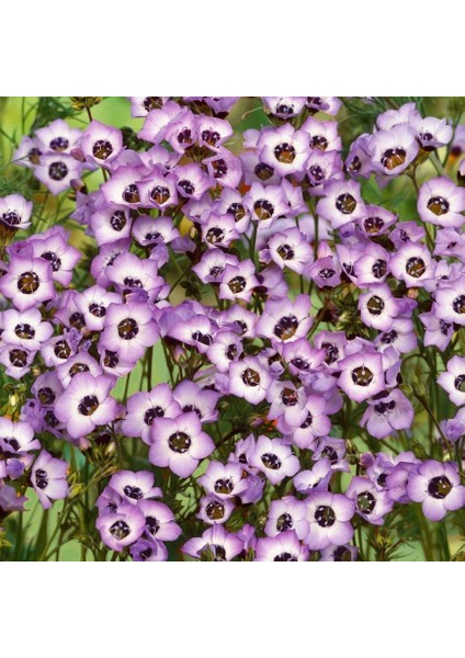 Çikolata Kokulu Gilia Tohumu Kuş Gözü Çiçeği