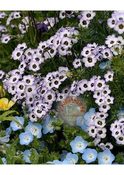 Çikolata Kokulu Gilia Tohumu Kuş Gözü Çiçeği fiyatları