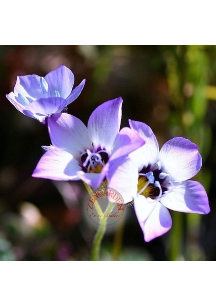 Çikolata Kokulu Gilia Tohumu Kuş Gözü Çiçeği modelleri