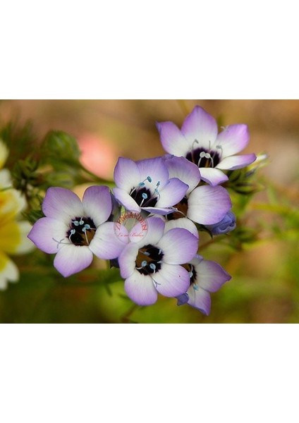 Çikolata Kokulu Gilia Tohumu Kuş Gözü Çiçeği fırsatları