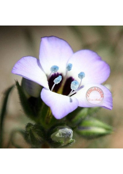 Çikolata Kokulu Gilia Tohumu Kuş Gözü Çiçeği indirimleri