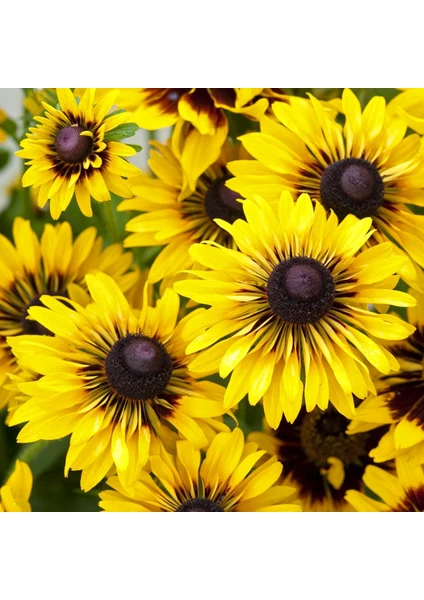 Rudbekya Güneş Şapkası Tohumu Rudbeckia Sputnik