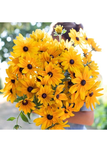 Rudbekya Güneş Şapkası Tohumu Indian Summer Mix