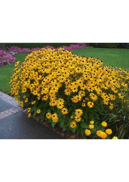 Rudbekya Güneş Şapkası Tohumu Indian Summer Mix