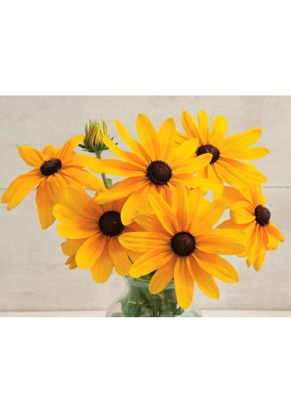 Rudbekya Güneş Şapkası Tohumu Indian Summer Mix