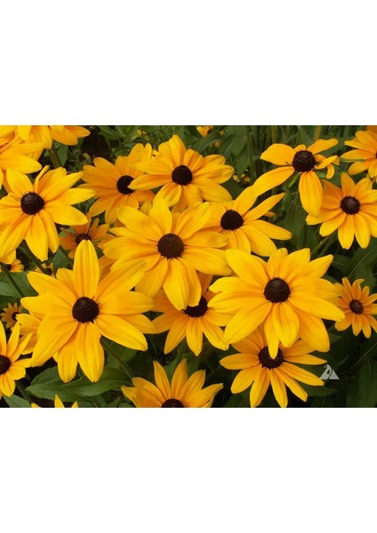 Rudbekya Güneş Şapkası Tohumu Indian Summer Mix