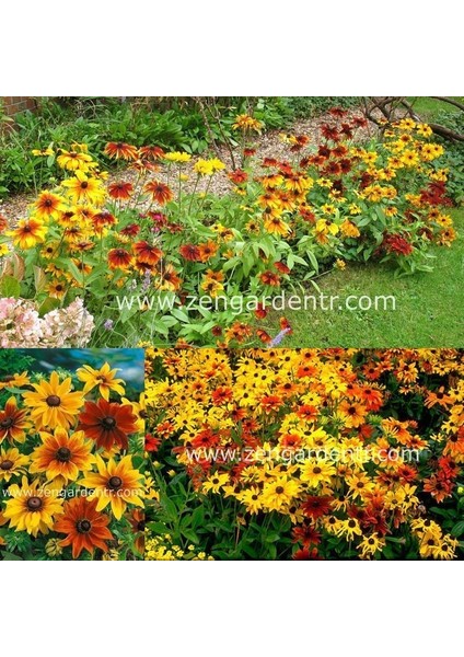 Bodur Rudbekya Güneş Şapkası Tohumu Rustik Karışım Rudbeckia Hirta fiyatları