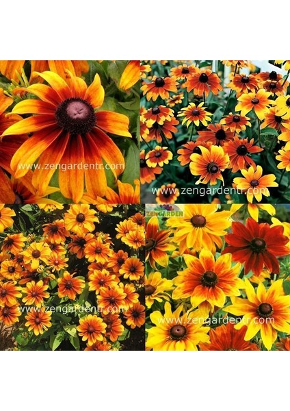 Bodur Rudbekya Güneş Şapkası Tohumu Rustik Karışım Rudbeckia Hirta fırsatları