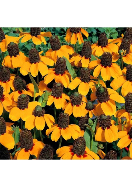 Rudbekya Güneş Şapkası Tohumu Clasping Coneflower