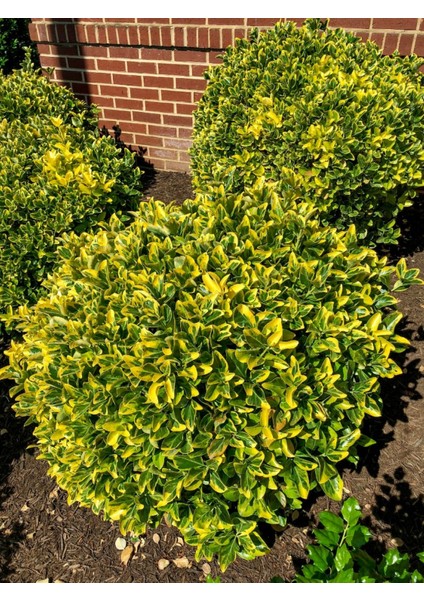 TNC Garden Groups Gold Taflan (Euonymus Japonica Aurea) – Büyük Boy 40-50 cm