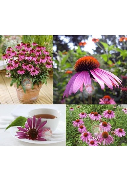 Şifalı Kırmızı Ekinezya Tohumu Echinacea Purpurea Immün Otu