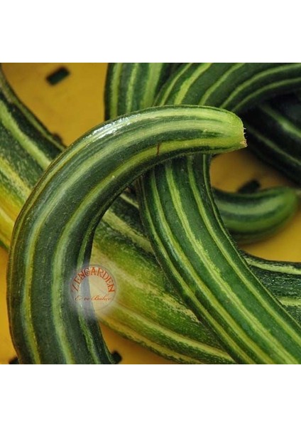 Geleneksel Acur Tohumu Çizgili Painted Serpent Melon