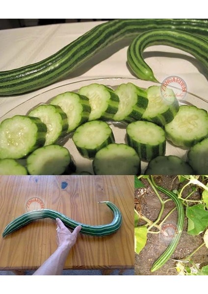 Geleneksel Acur Tohumu Çizgili Painted Serpent Melon