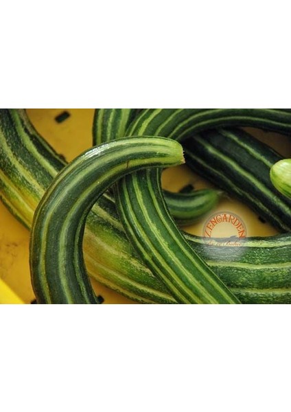 Geleneksel Acur Tohumu Çizgili Painted Serpent Melon