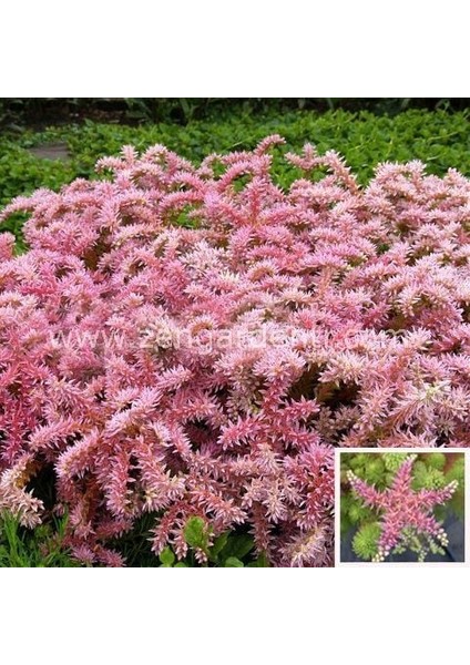 Sedum Tohumu Pembe Yıldız Sedum Seastar