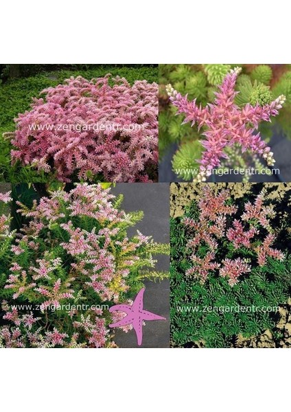 Sedum Tohumu Pembe Yıldız Sedum Seastar