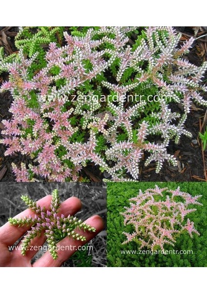 Sedum Tohumu Pembe Yıldız Sedum Seastar