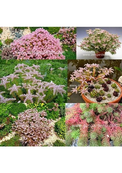 Sedum Tohumu Pembe Yıldız Sedum Seastar