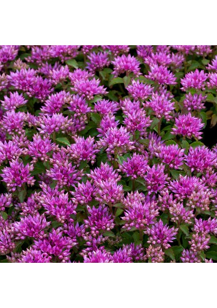 Dam Koruğu Tohumu Summer Glory Sedum Spurium