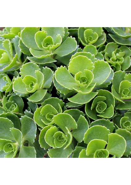 Dam Koruğu Tohumu Summer Glory Sedum Spurium