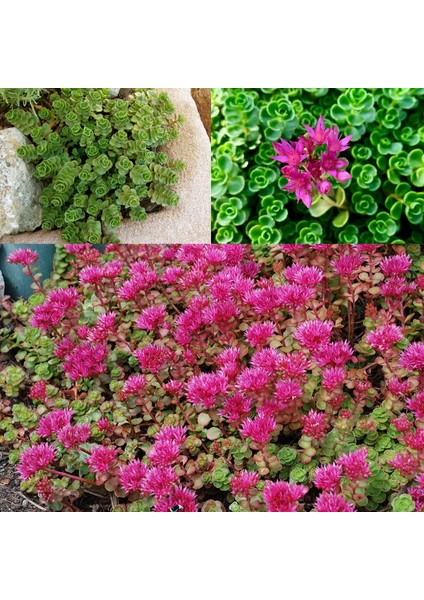 Dam Koruğu Tohumu Summer Glory Sedum Spurium