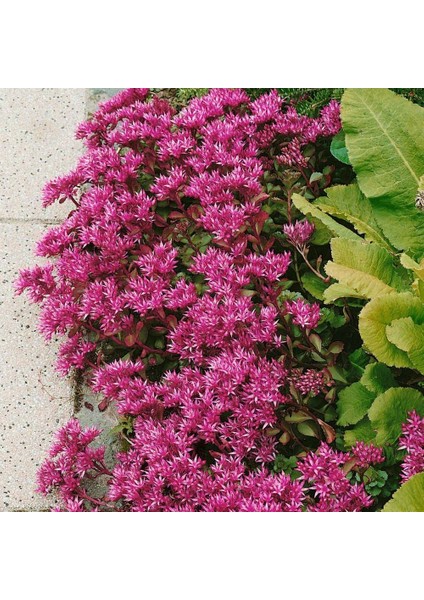 Dam Koruğu Tohumu Summer Glory Sedum Spurium