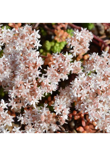 Sedum Album Tohumu Beyaz Çiçekli