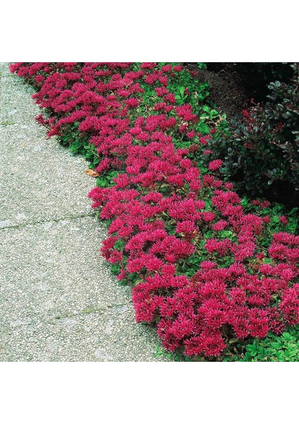 Sedum Tohumu Bronz Yapraklı Pembe Çiçekli Coccineum Stonecrop