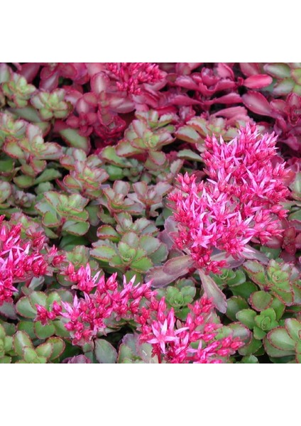 Sedum Tohumu Bronz Yapraklı Pembe Çiçekli Coccineum Stonecrop