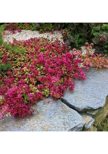 Sedum Tohumu Bronz Yapraklı Pembe Çiçekli Coccineum Stonecrop