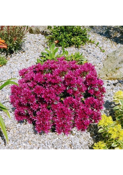 Sedum Tohumu Bronz Yapraklı Pembe Çiçekli Coccineum Stonecrop