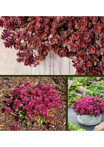 Sedum Tohumu Bronz Yapraklı Pembe Çiçekli Coccineum Stonecrop