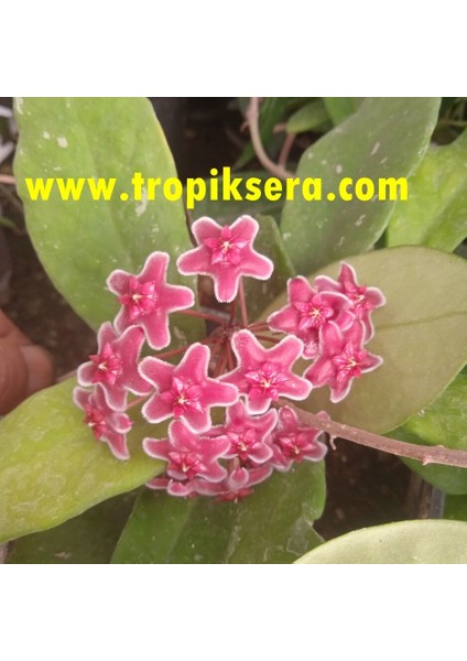 Antalya Tropikal Hoya Carnosa Red Ruby - Kokulu Mum Çiçeği 10-20 cm Boyda Mini Saksıda Köklü.güçlü Sürgünlü (KOD:NEW11C)