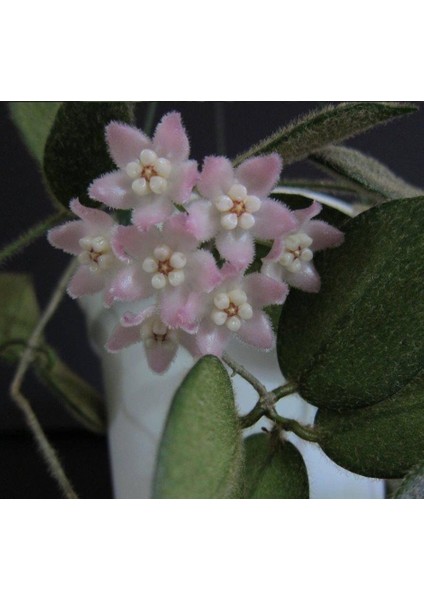 Hoya Thomsonii Pink - Kokulu Mum Çiçeği 10-20 cm Boyda Mini Saksıda Köklü.güçlü Sürgünlü (KOD:NEW110C)