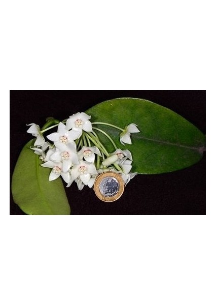 Antalya Tropikal Hoya Albiflora - Kokulu Mum Çiçeği 10-20 cm Boyda Mini Saksıda Köklü.güçlü Sürgünlü (KOD:NEW03C)