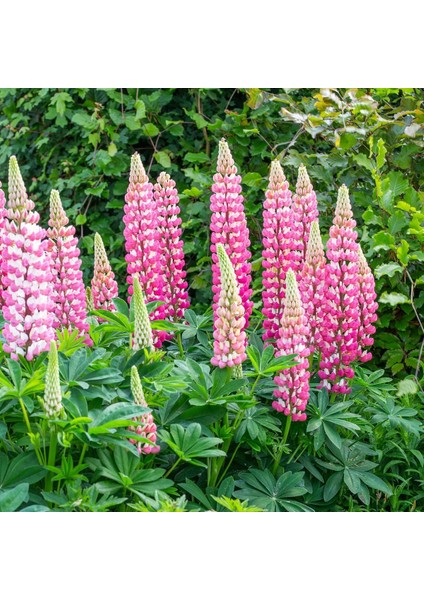 The Chateleine Lupin Tohumu Acı Bakla Çiçeği Lupinus Russel