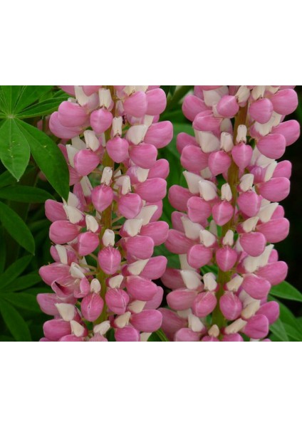 The Chateleine Lupin Tohumu Acı Bakla Çiçeği Lupinus Russel