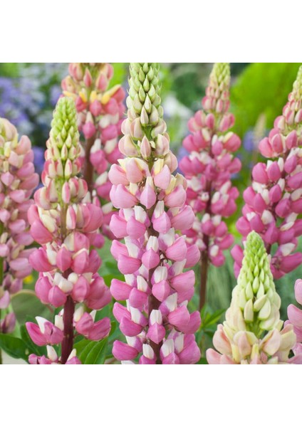 The Chateleine Lupin Tohumu Acı Bakla Çiçeği Lupinus Russel