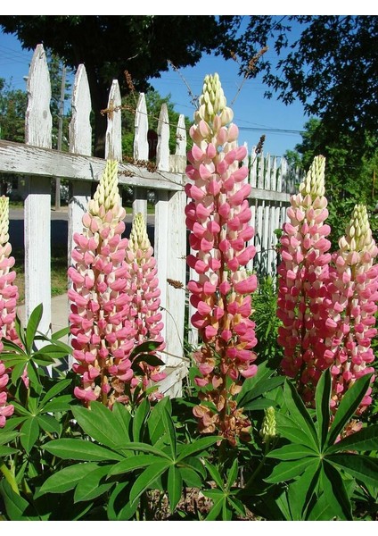 The Chateleine Lupin Tohumu Acı Bakla Çiçeği Lupinus Russel