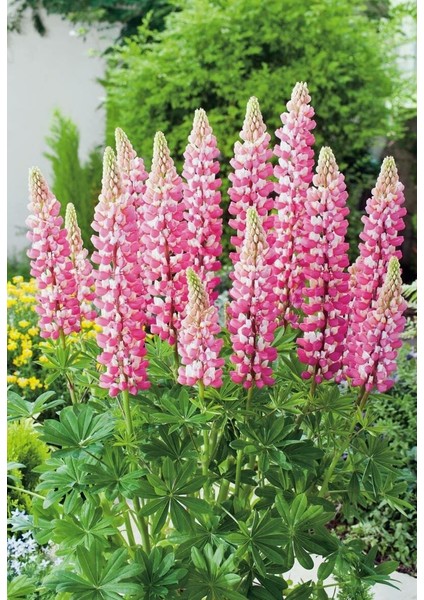 The Chateleine Lupin Tohumu Acı Bakla Çiçeği Lupinus Russel