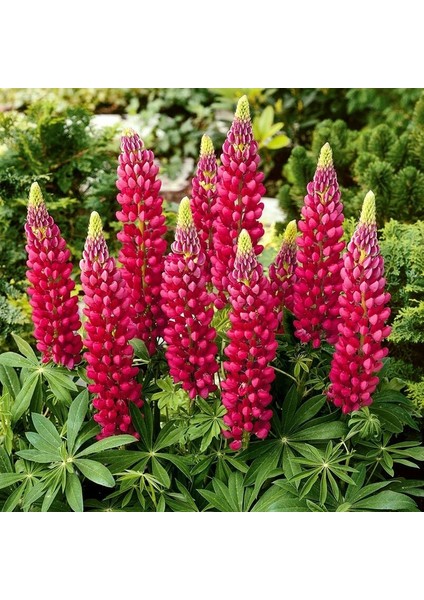 The Pages Lupin Tohumu Acı Bakla Çiçeği Lupinus Russel