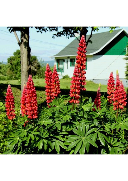 The Pages Lupin Tohumu Acı Bakla Çiçeği Lupinus Russel