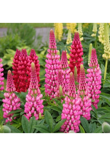 The Pages Lupin Tohumu Acı Bakla Çiçeği Lupinus Russel