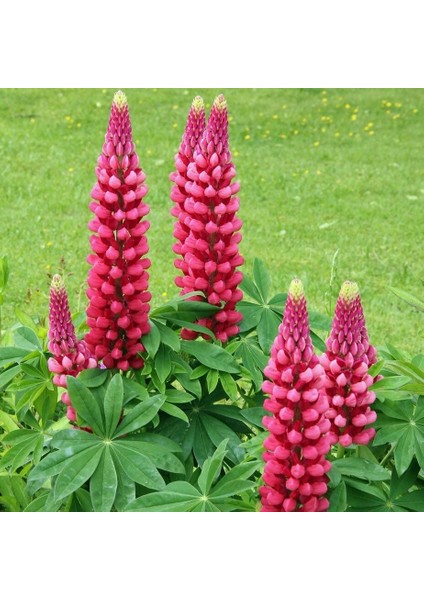 The Pages Lupin Tohumu Acı Bakla Çiçeği Lupinus Russel