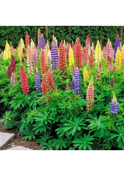 Minarette Lupin Tohumu Bodur Minare Acı Bakla Çiçeği Lupinus