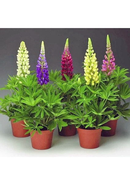 Minarette Lupin Tohumu Bodur Minare Acı Bakla Çiçeği Lupinus