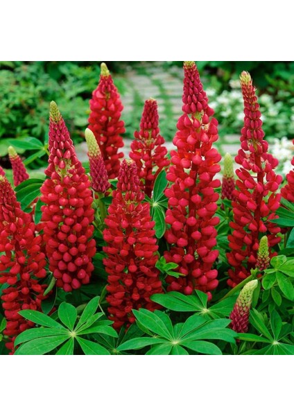 My Castle Lupin Tohumu Acı Bakla Çiçeği Lupinus Russel