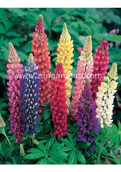 Kokulu Lupin Tohumu Renkli Karışım Lupine Russell Strain