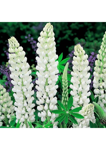 Noble Maiden Lupin Tohumu Acı Bakla Çiçeği Lupinus Russel