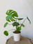 Monstera Deliciosa Deve Tabanı 50-60 cm 1